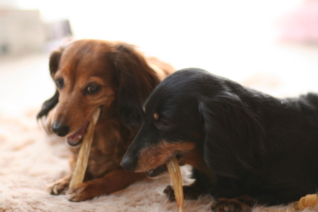 ジュディーとさくら