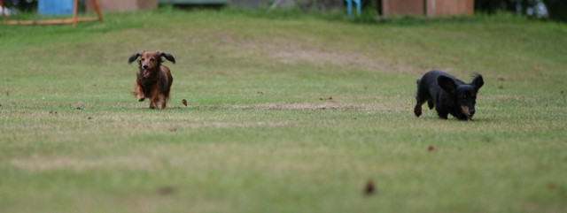 ジュディーとさくら